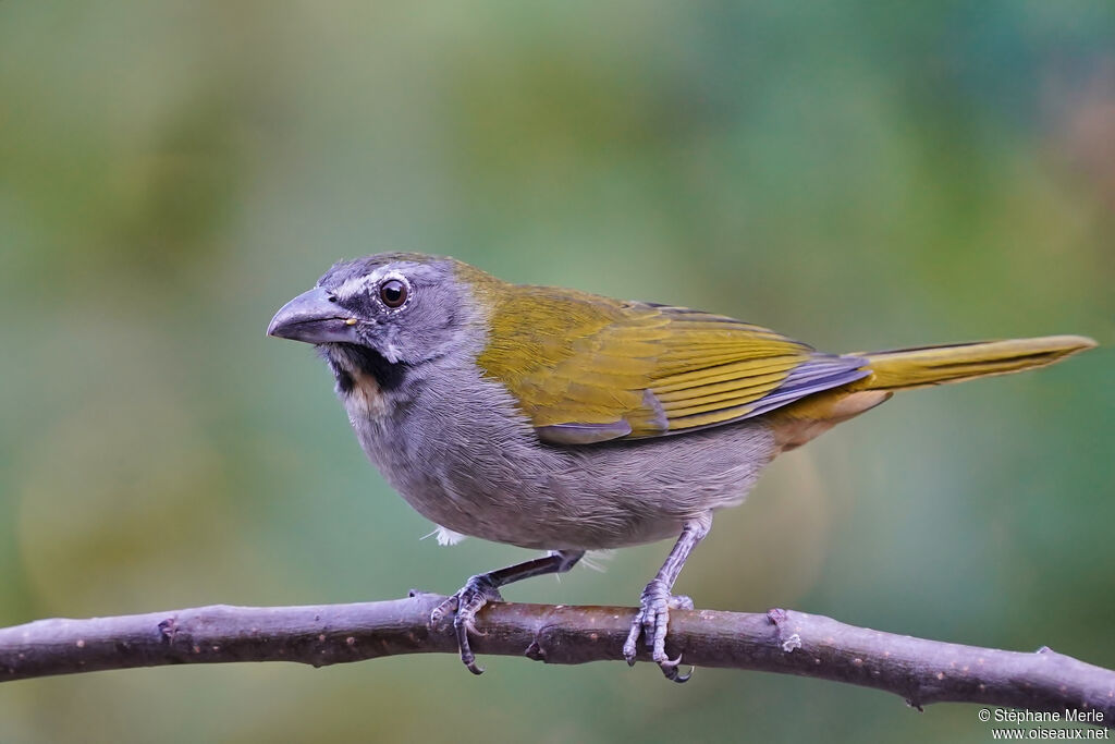 Saltator des grands-bois