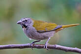 Saltator des grands-bois