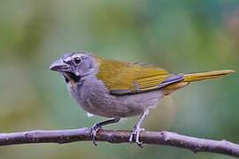 Buff-throated Saltator