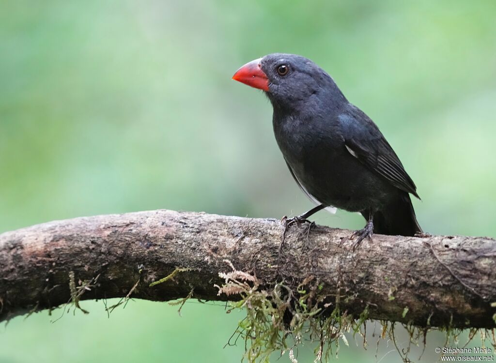 Saltator fuligineux