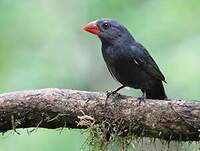 Saltator fuligineux