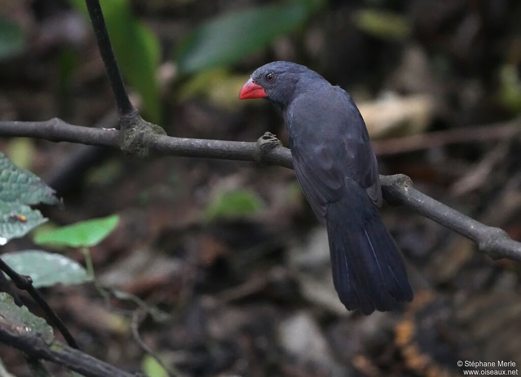 Saltator fuligineux