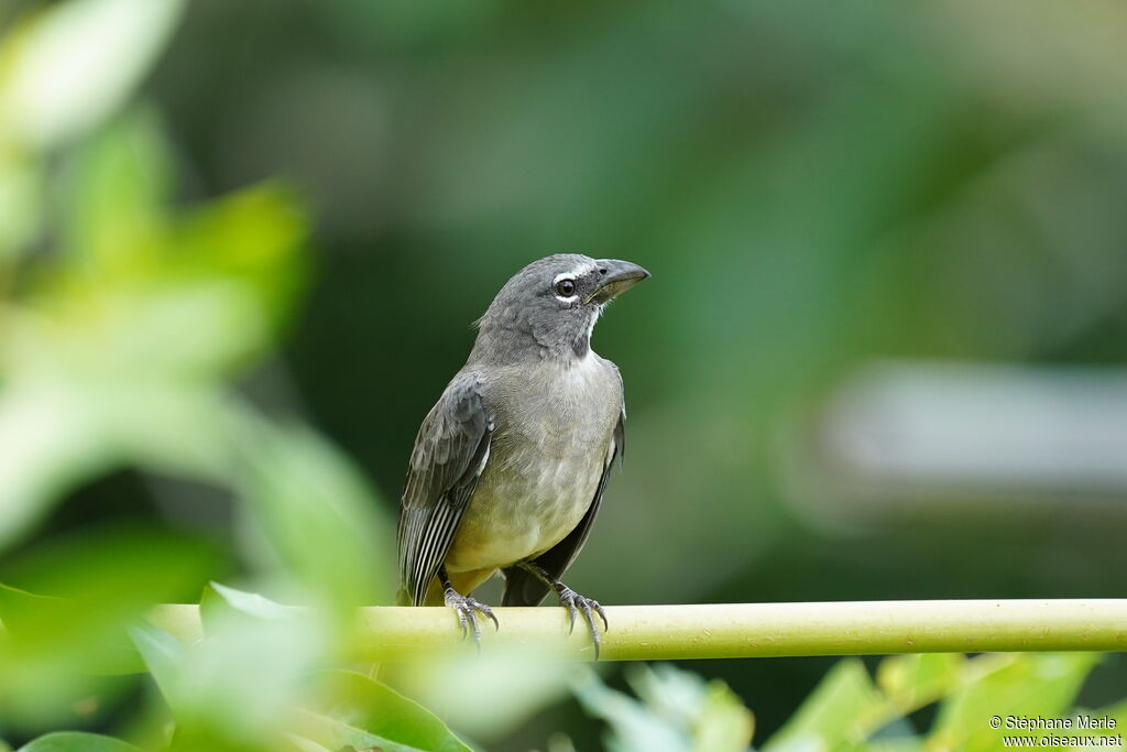 Bluish-grey Saltatoradult