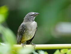 Bluish-grey Saltator