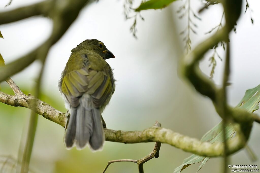 Streaked Saltatoradult