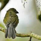 Saltator strié
