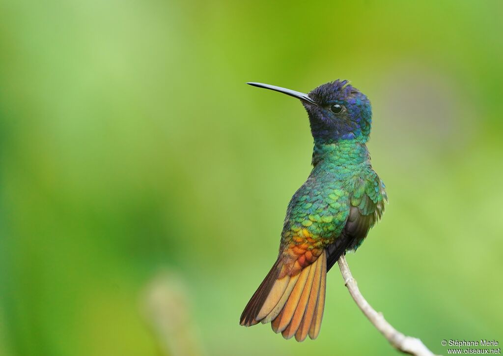 Golden-tailed Sapphire male adult