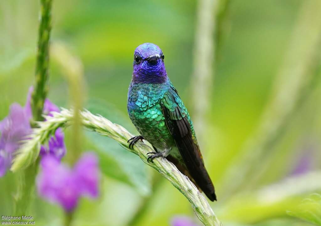 Golden-tailed Sapphire male adult, close-up portrait