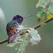 Golden-tailed Sapphire