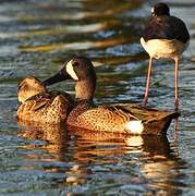 Blue-winged Teal