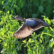 Sarcelle à ailes bleues