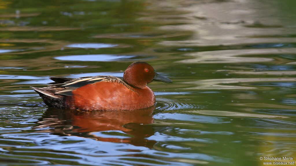 Cinnamon Teal male adult