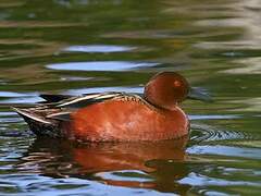 Cinnamon Teal