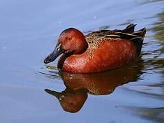 Cinnamon Teal