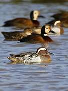 Garganey