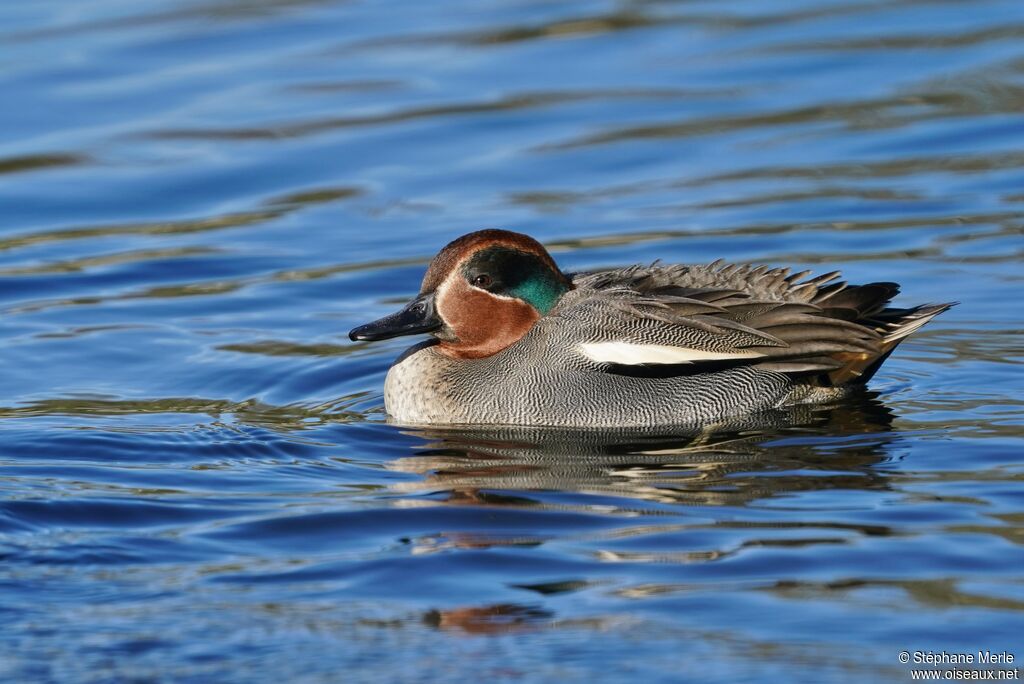 Eurasian Teal