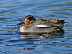 Eurasian Teal