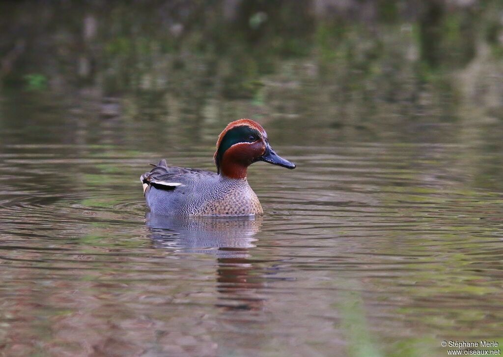 Eurasian Teal male