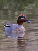 Eurasian Teal