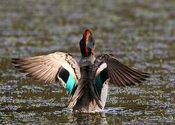 Eurasian Teal