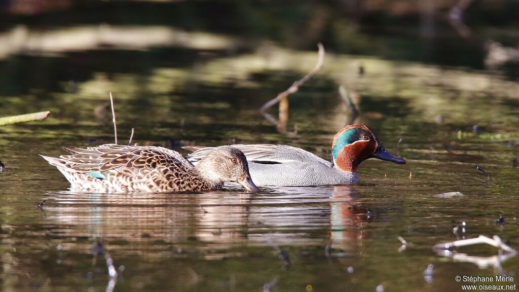 Eurasian Tealadult