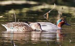 Eurasian Teal