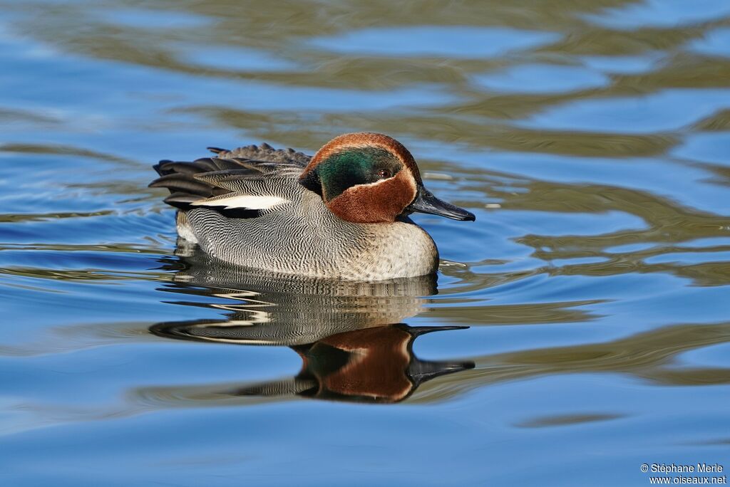 Eurasian Teal male adult