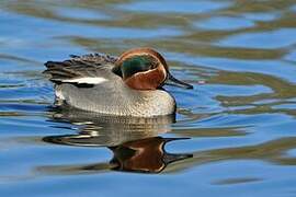 Eurasian Teal