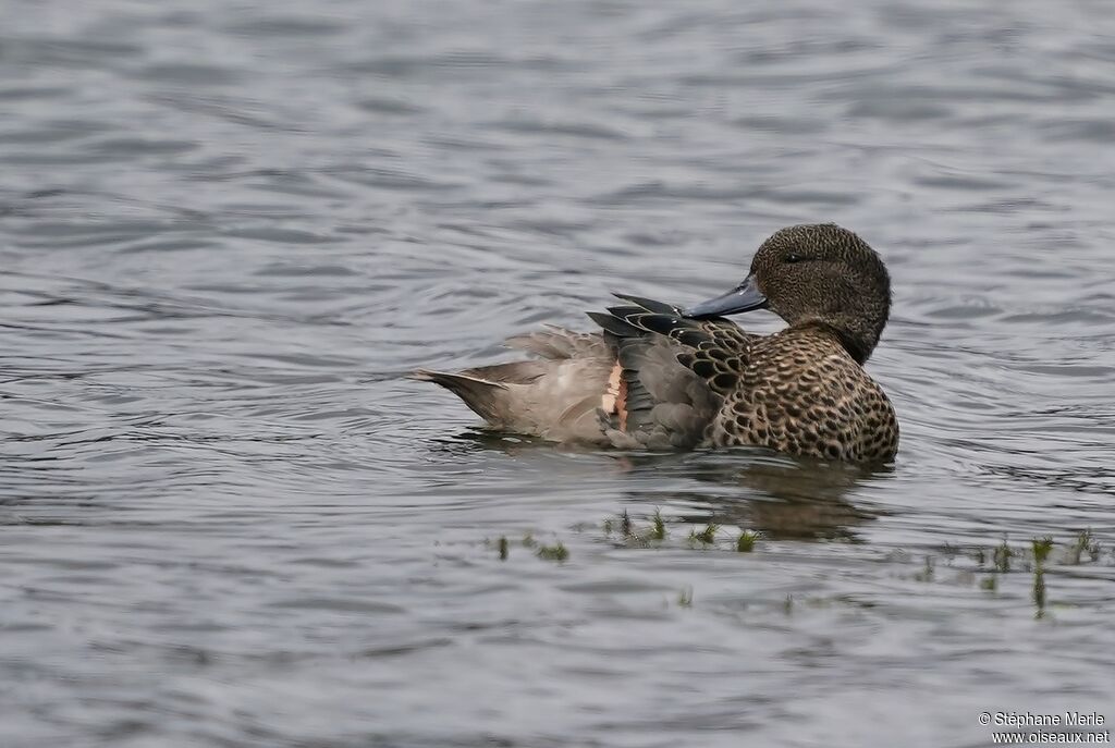 Andean Teal