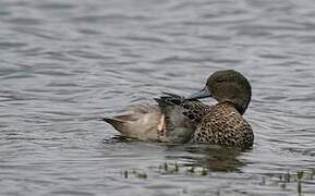 Andean Teal