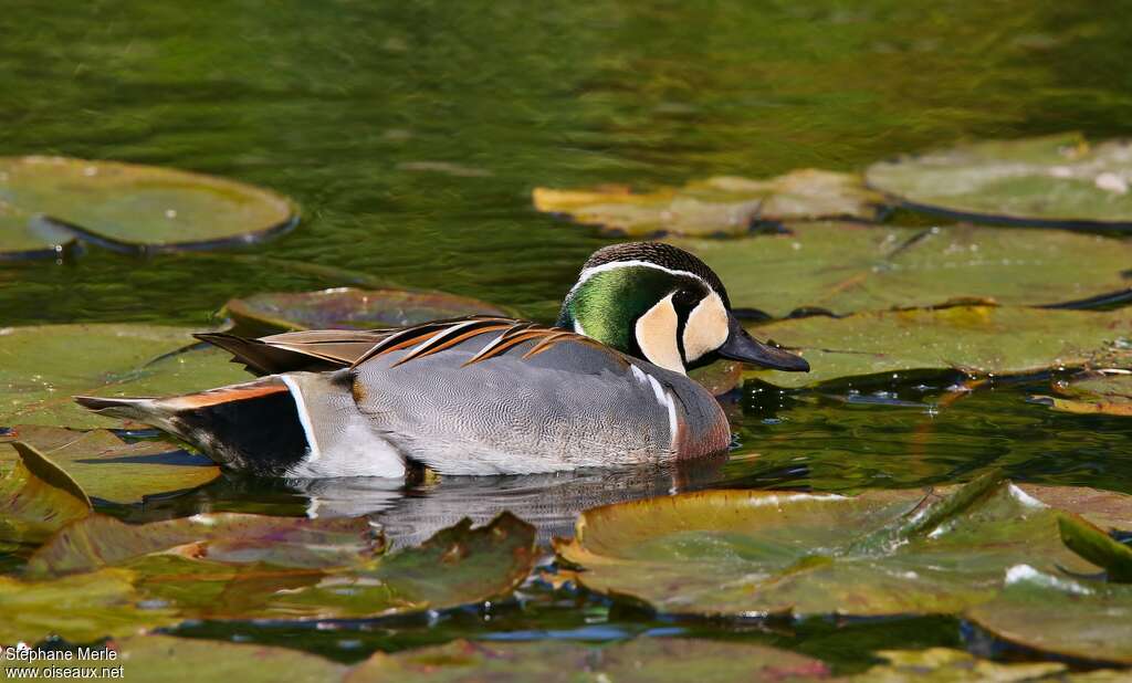 Baikal Teal male adult, habitat, pigmentation