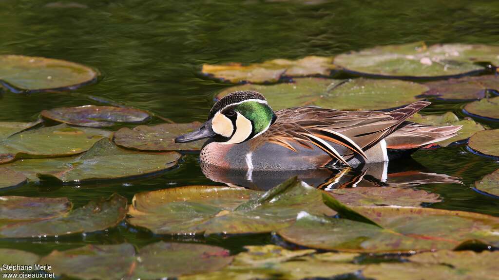 Baikal Teal male adult breeding, pigmentation