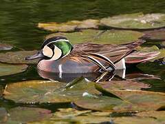 Baikal Teal