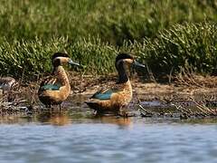 Blue-billed Teal