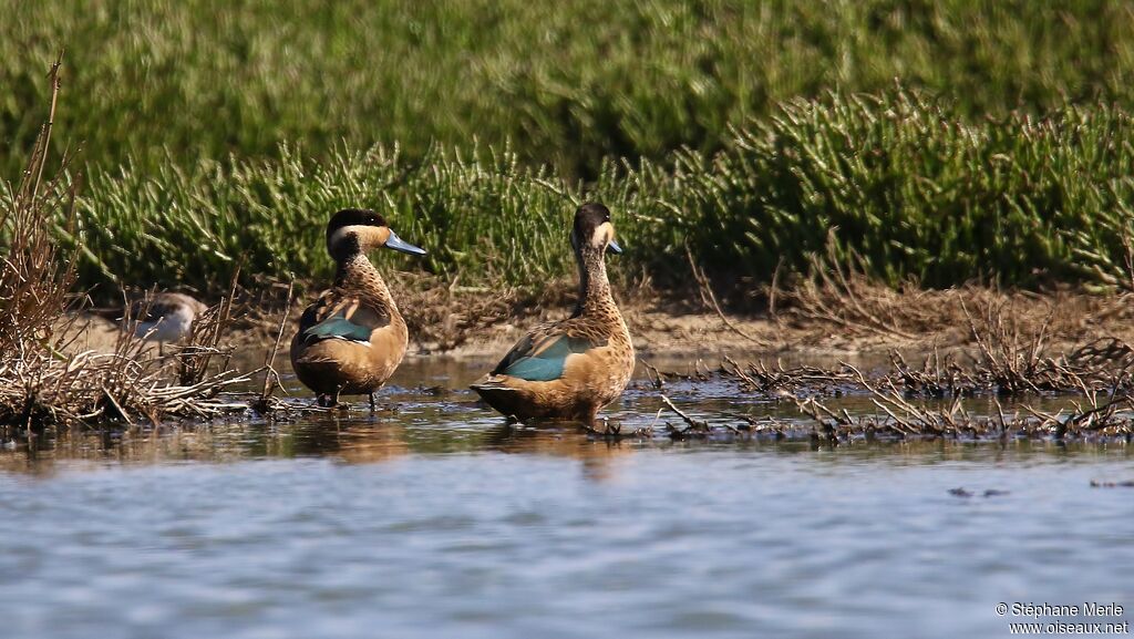 Hottentot Teal