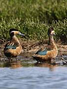 Blue-billed Teal