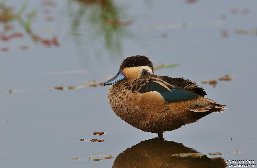 Hottentot Tealadult