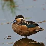 Blue-billed Teal