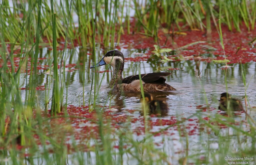 Blue-billed Teal