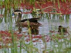 Blue-billed Teal