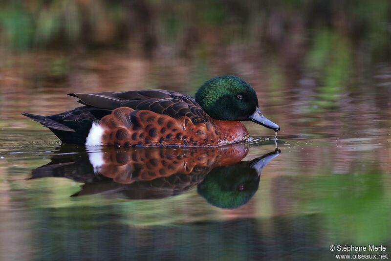 Chestnut Teal male