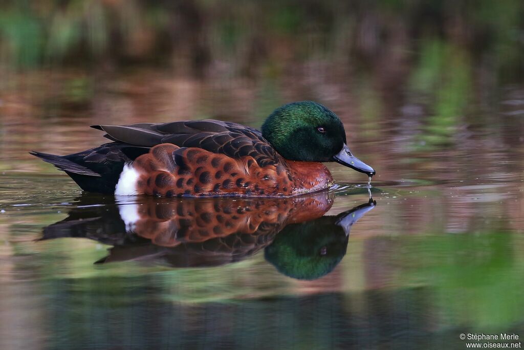 Chestnut Teal male