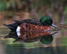 Chestnut Teal