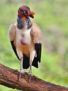 King Vulture