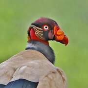King Vulture