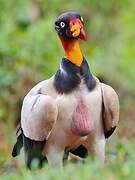 King Vulture