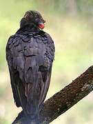 King Vulture