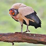 King Vulture