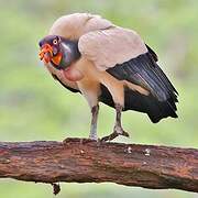 King Vulture