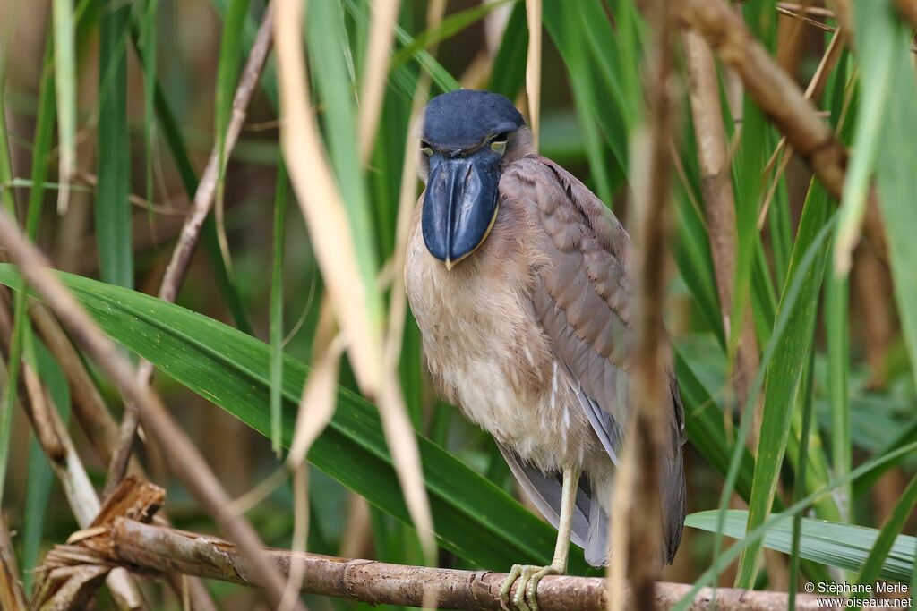 Boat-billed Heron